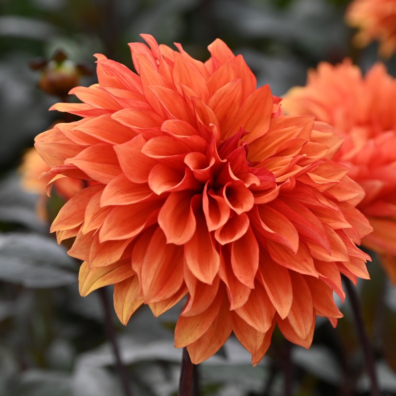 Dahlia 'Missis Trucella'