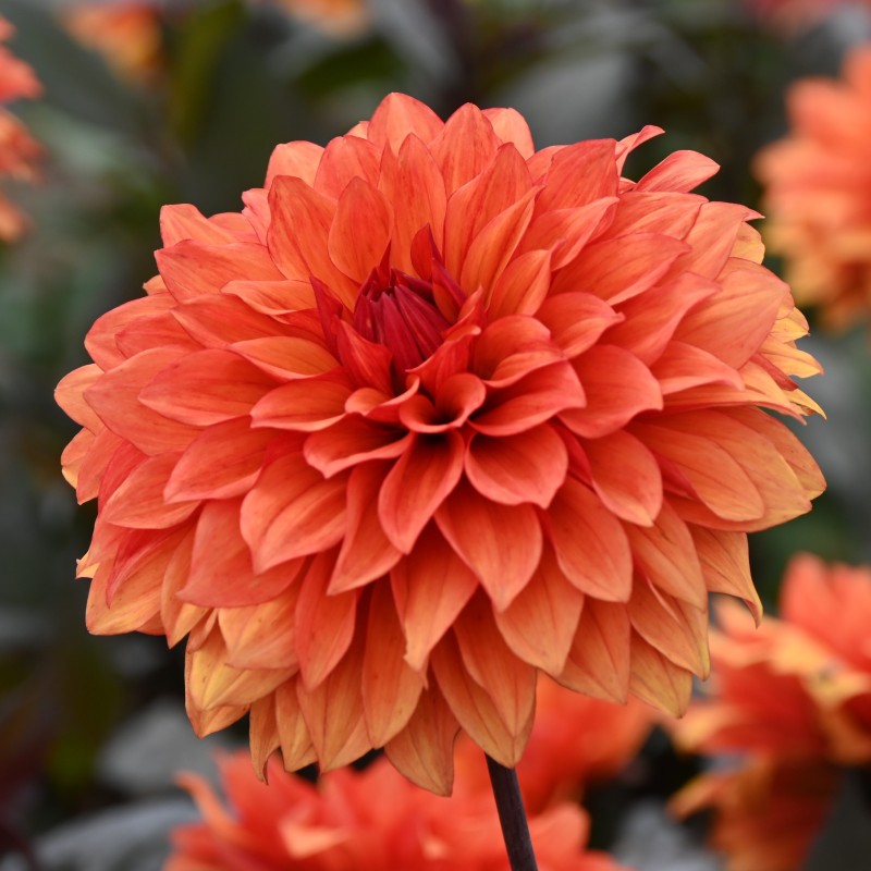 Dahlia 'Missis Trucella'