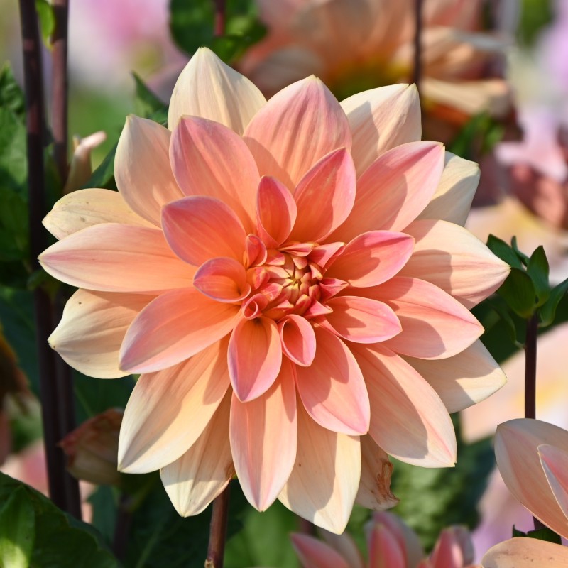 Dahlia 'Mister Frans'