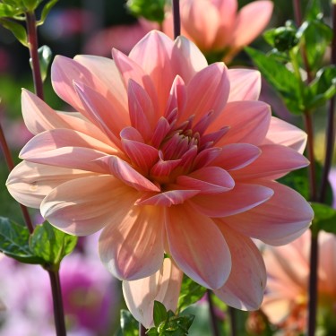 Dahlia 'Mister Frans'