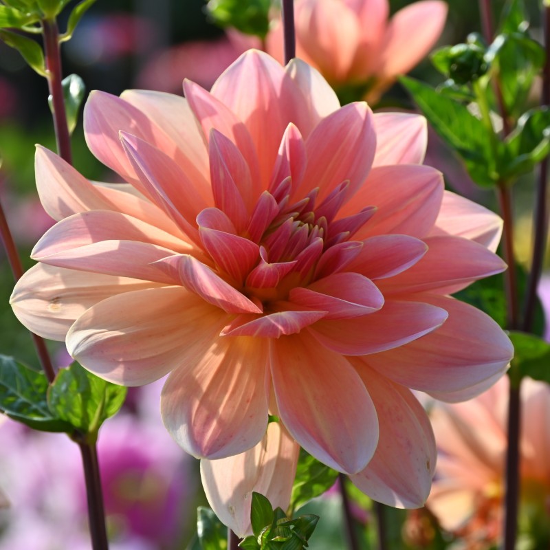 Dahlia 'Mister Frans'
