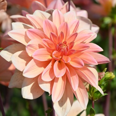 Dahlia 'Mister Frans'