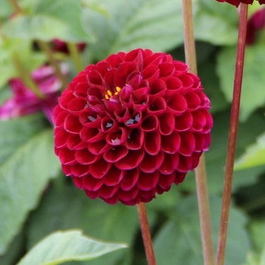 Dahlia 'Natal' -BIO-
