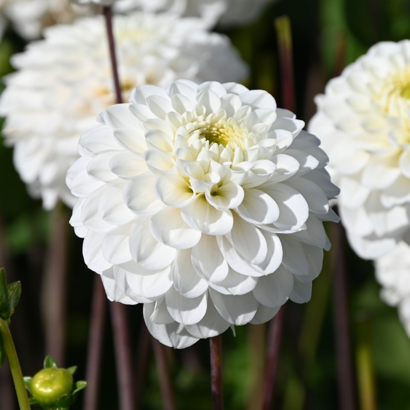 Dahlia 'Never Give Up' -BIO-