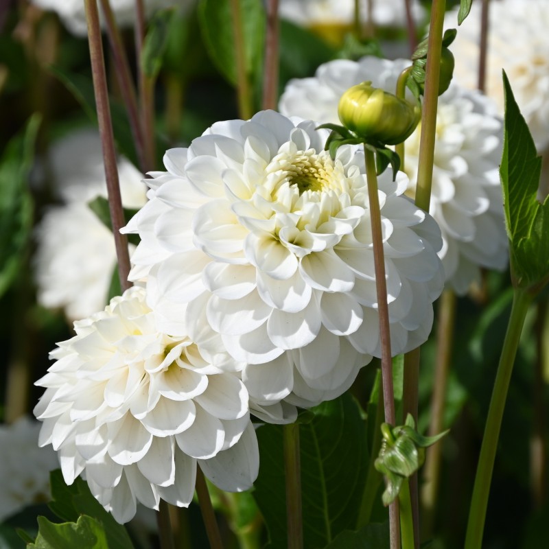 Dahlia 'Never Give Up' -BIO-