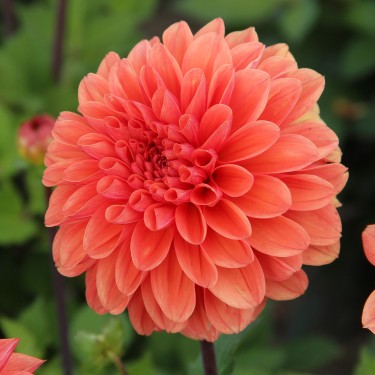 Dahlia 'Orange King' -BIO-