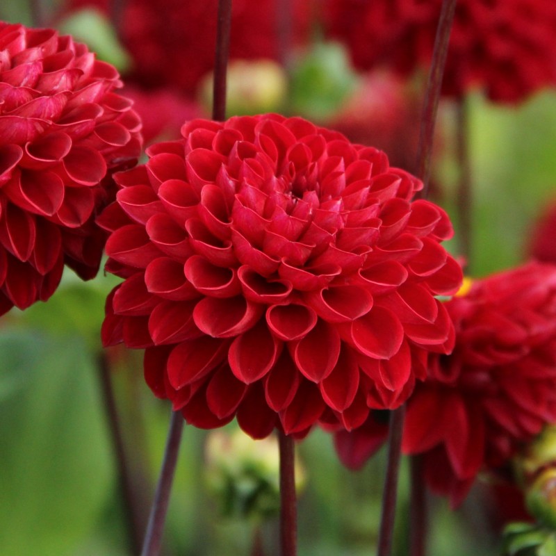 Dahlia 'Viking' -BIO-
