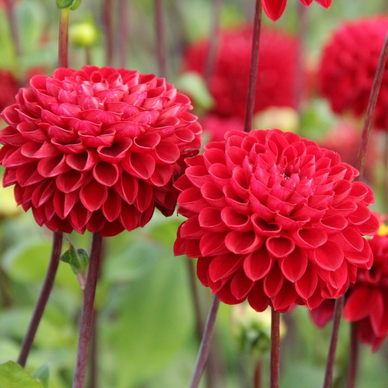 Dahlia 'Viking' -BIO-
