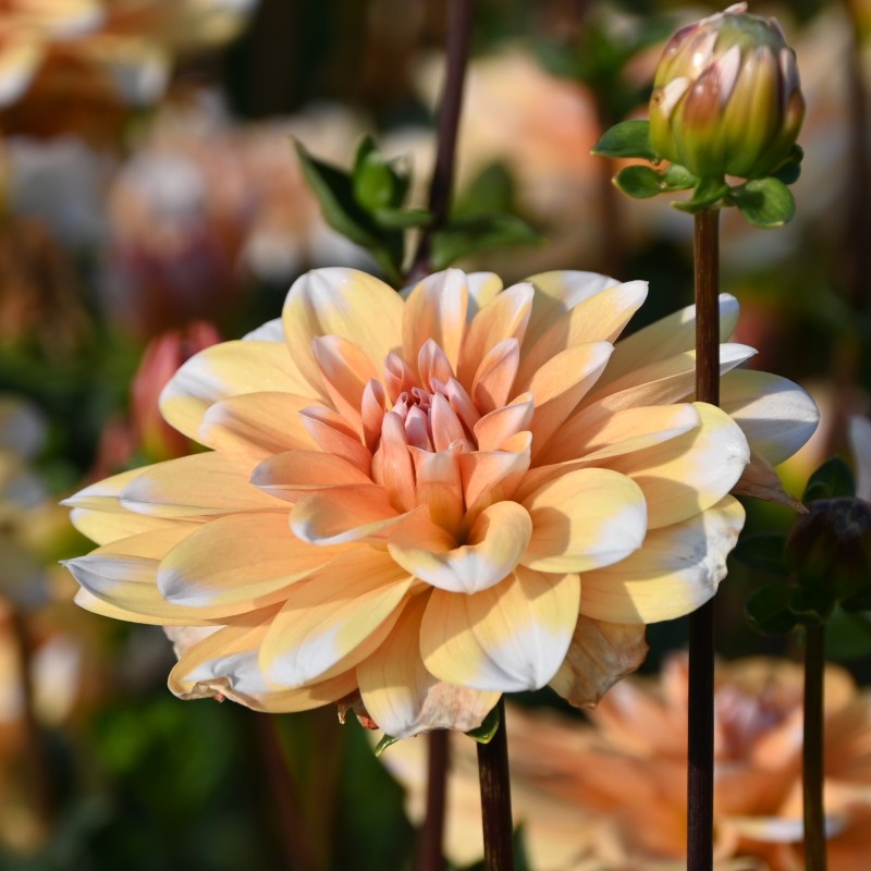 Dahlia 'Orange Perception'  ™