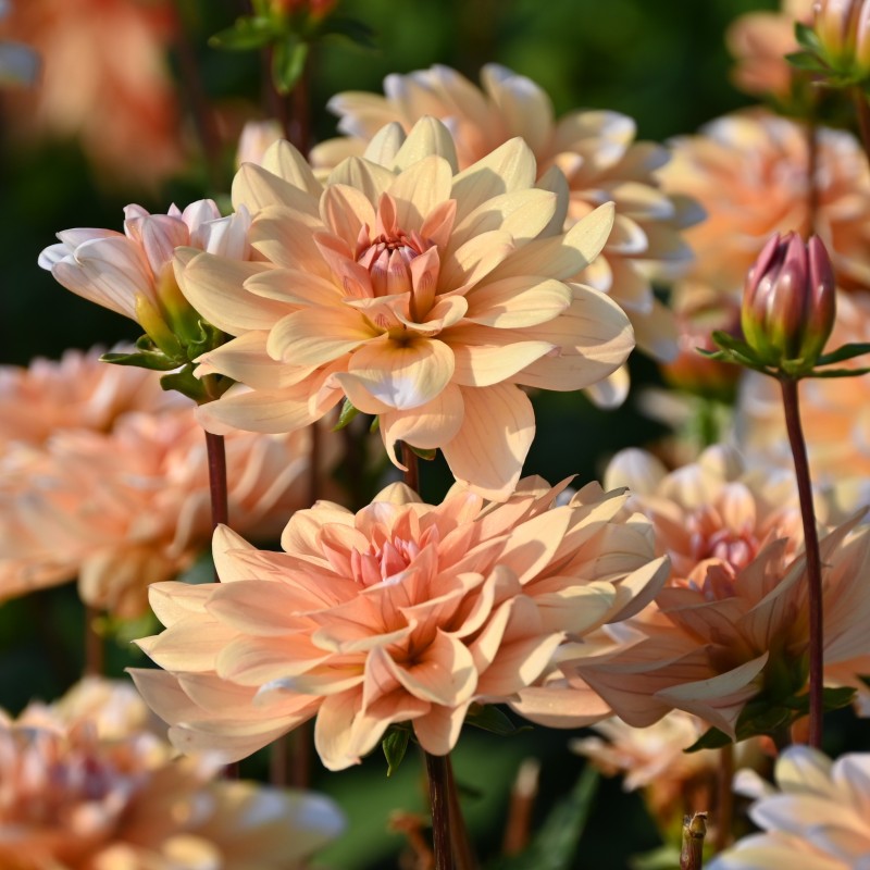 Dahlia 'Orange Perception'  ™