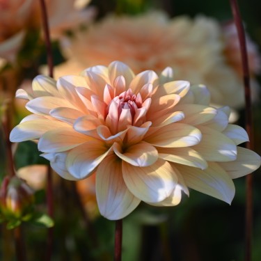 Dahlia 'Orange Perception'  ™