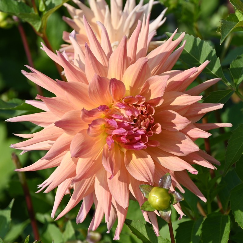 Dahlia 'Penhill Autumn Shade'