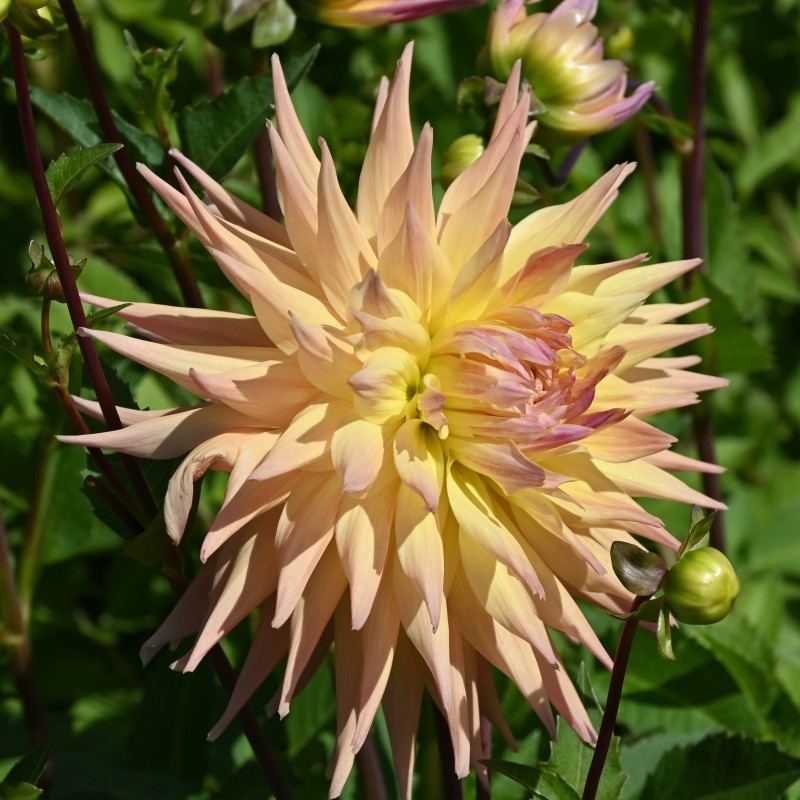 Dahlia 'Penhill Autumn Shade'
