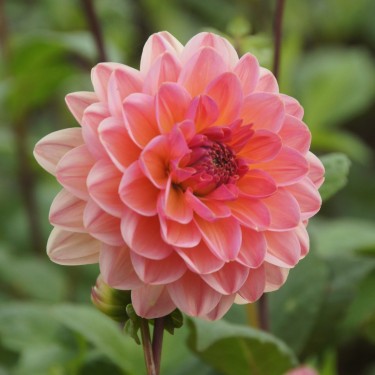 Dahlia 'Phyllis Farmer' BIO