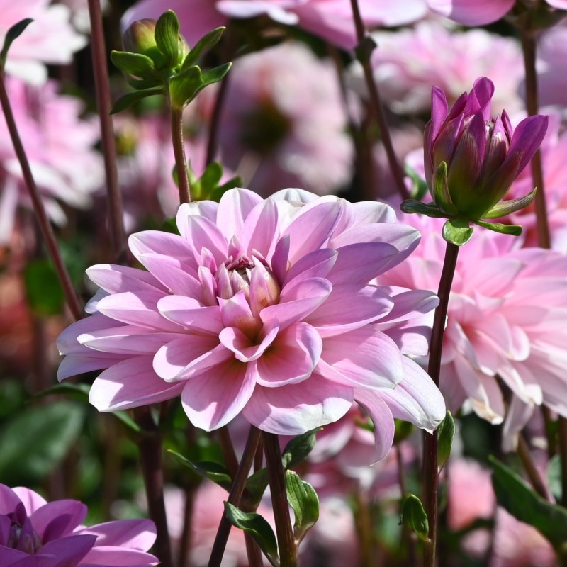 Dahlia 'Pink Perception'  ™
