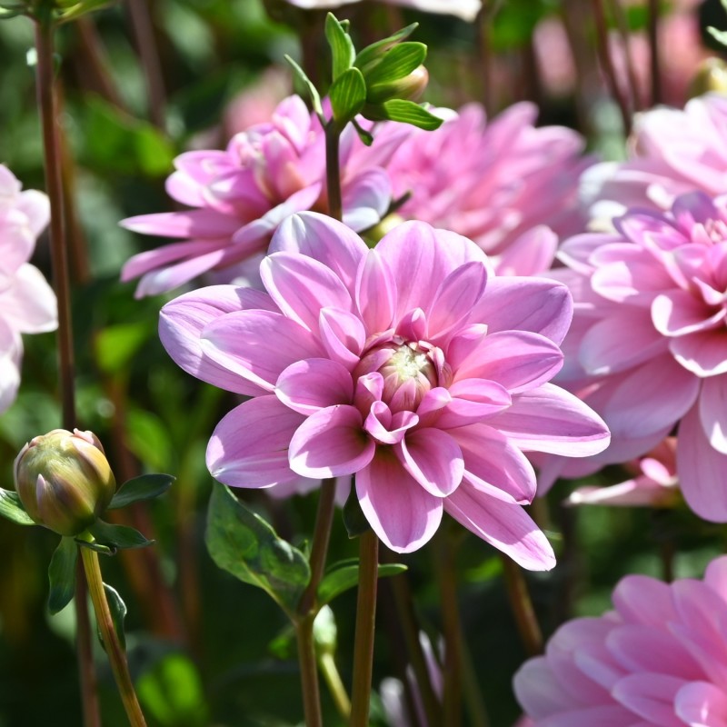 Dahlia 'Pink Perception'  ™