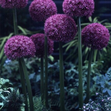 Allium 'Pinball Wizard'