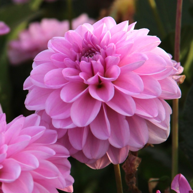 Dahlia 'Pink Pop' -BIO-