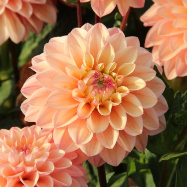 Dahlia 'Princesse Elisabeth'