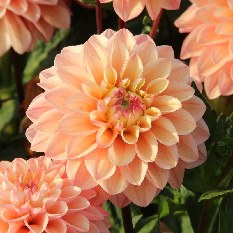 Dahlia 'Princesse Elisabeth'