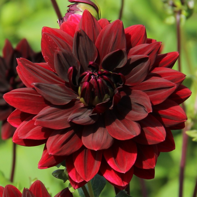 Dahlia 'Sam Hopkins'