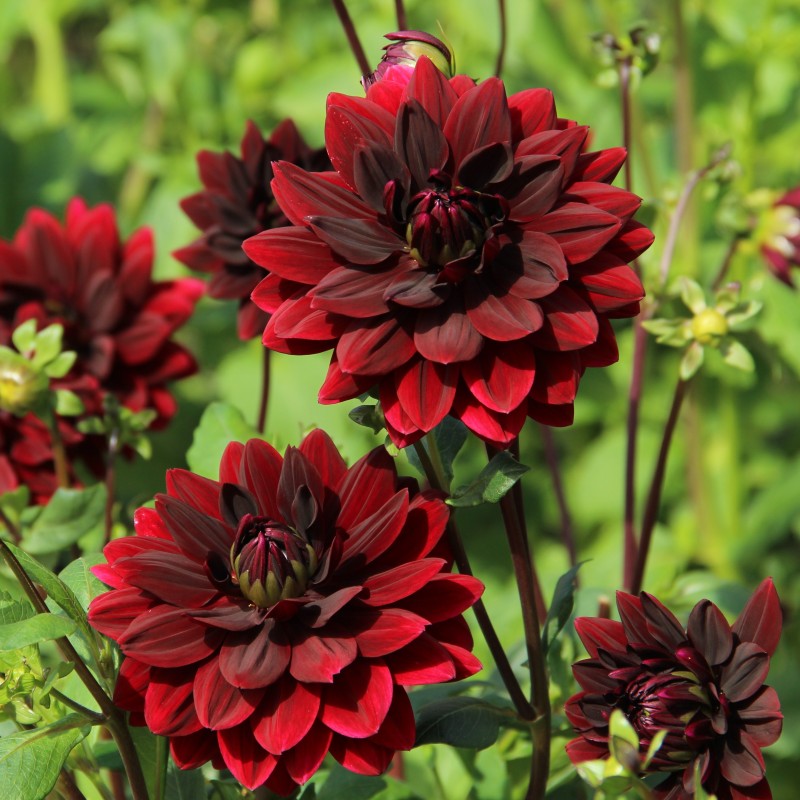 Dahlia 'Sam Hopkins'