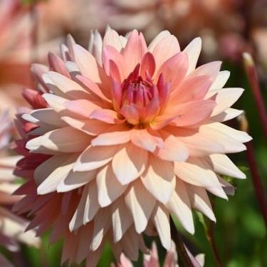 Dahlia 'Schneckenstein'