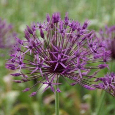 Allium 'Purple Rain'