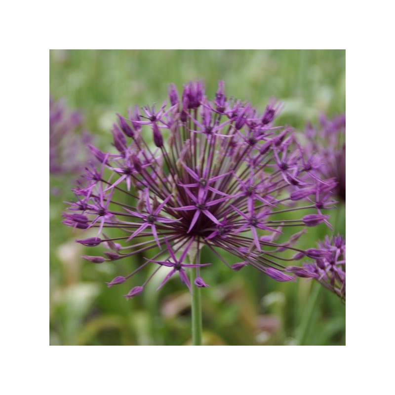Allium 'Purple Rain'