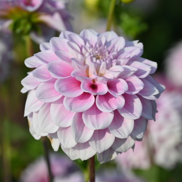 Dahlia 'Sweet Love'