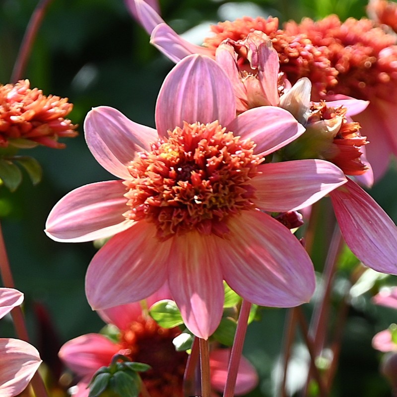 Dahlia 'Totally Tangerine' -BIO-