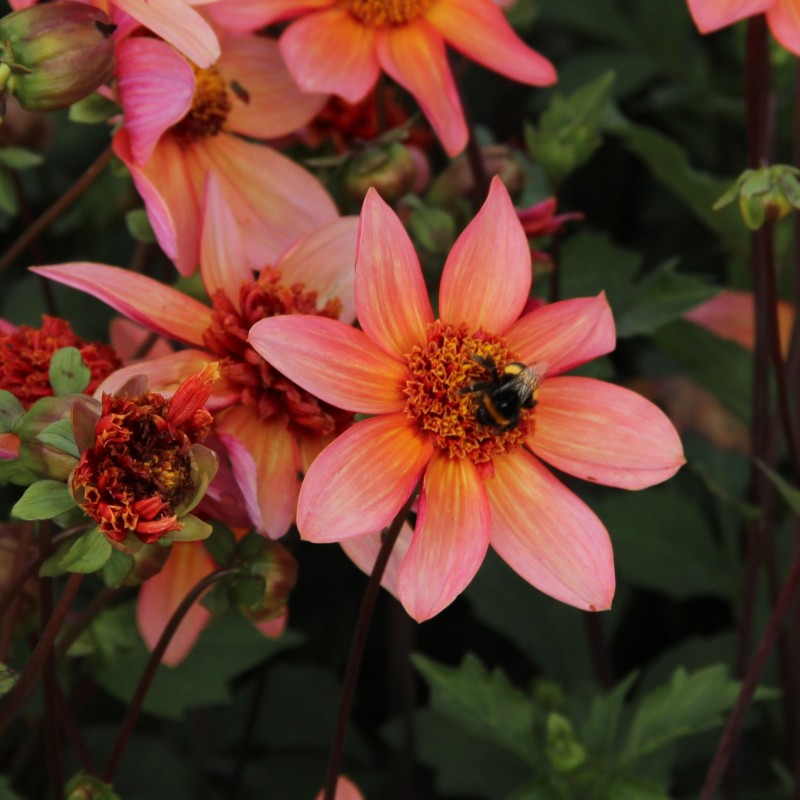 Dahlia 'Totally Tangerine' -BIO-