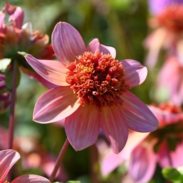 Dahlia 'Totally Tangerine' -BIO-
