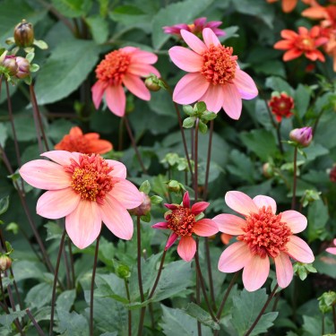 Dahlia Totally Tangerine | Stralende zomerbloem | Nijssentuin