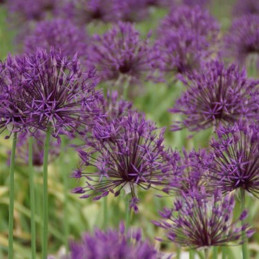 Allium 'Purple Rain'