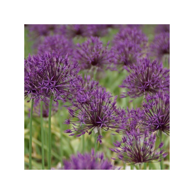 Allium 'Purple Rain'