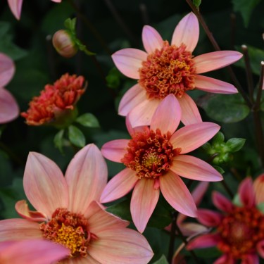 Dahlia Totally Tangerine | Stralende zomerbloem | Nijssentuin