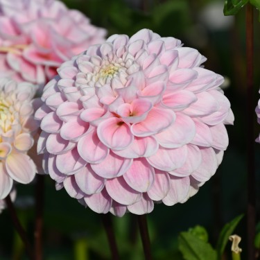 Dahlia 'Wizard of Oz' | Romantische pompon | Nijssentuin.nl