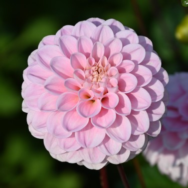 Dahlia 'Wizard of Oz' | Romantische pompon | Nijssentuin.nl