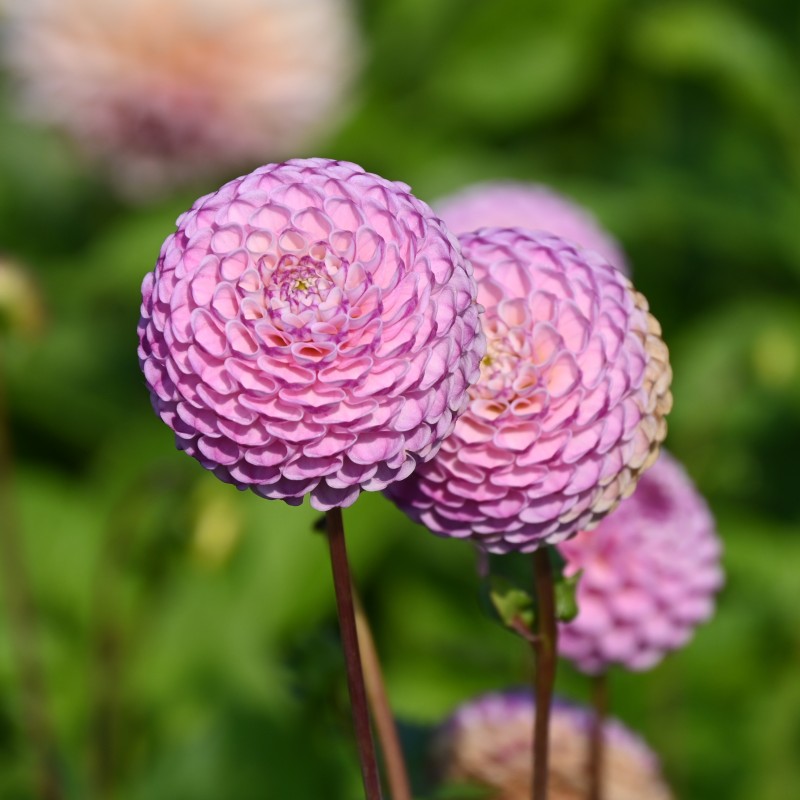 Dahlia 'Zippity Do Da'