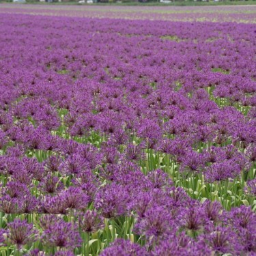 Allium 'Purple Rain'