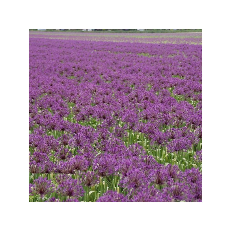 Allium 'Purple Rain'