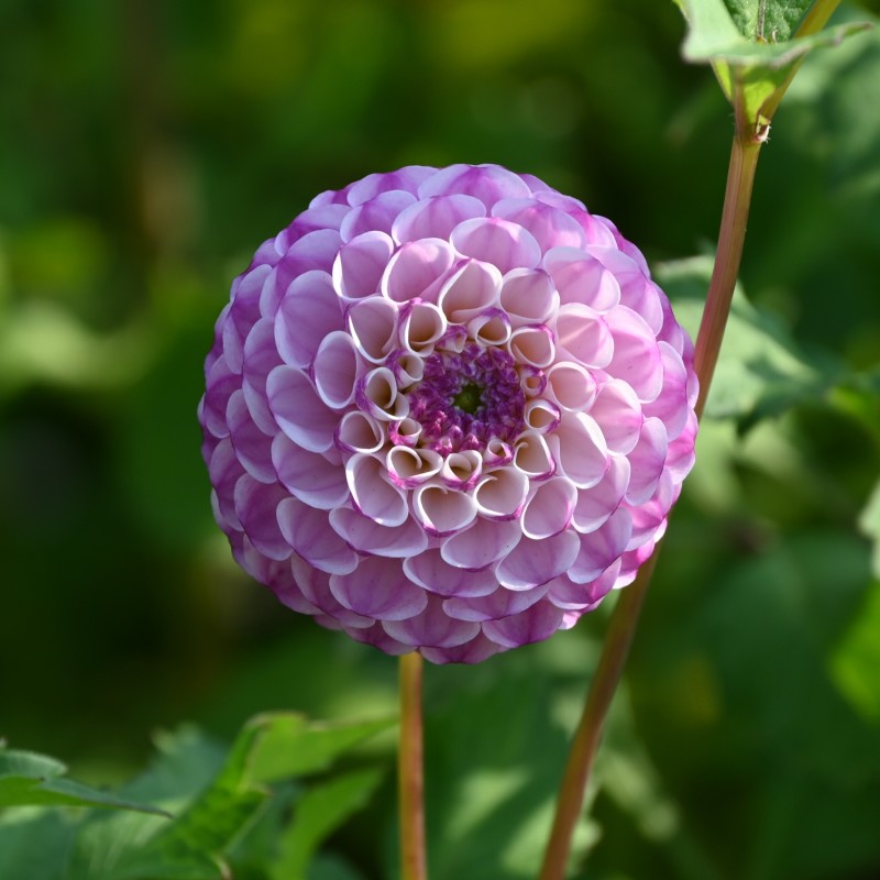 Dahlia 'Zippity Do Da'