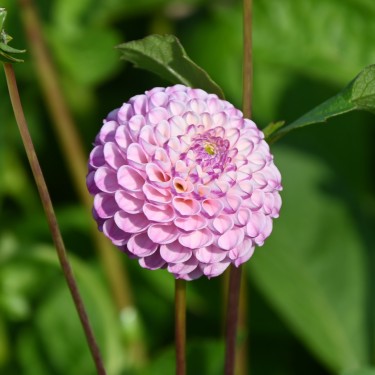 Dahlia 'Zippity Do Da'