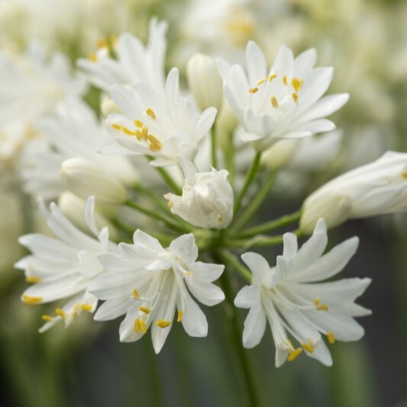 Agapanthus 'Double Diamond'