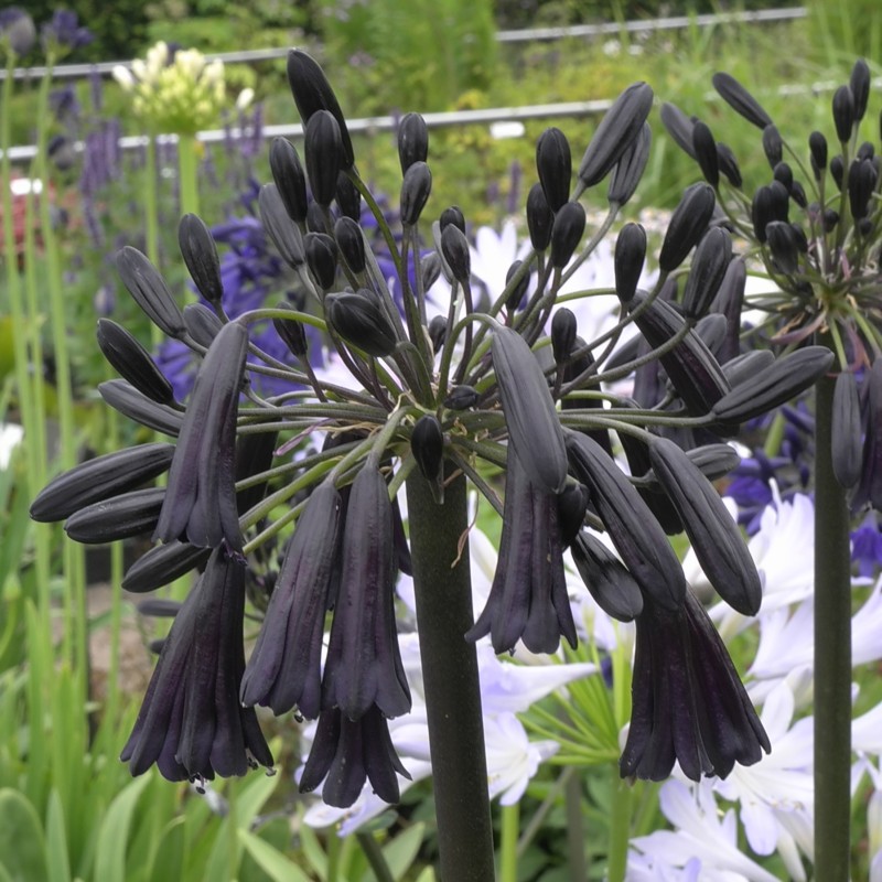 Agapanthus 'Black Magic'