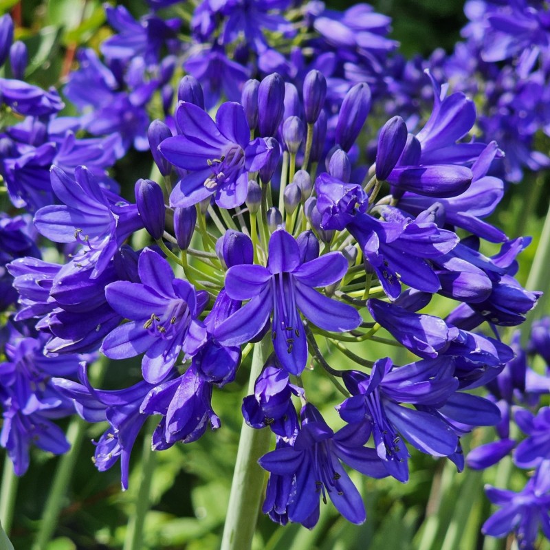 Agapanthus 'Flowers of Love'