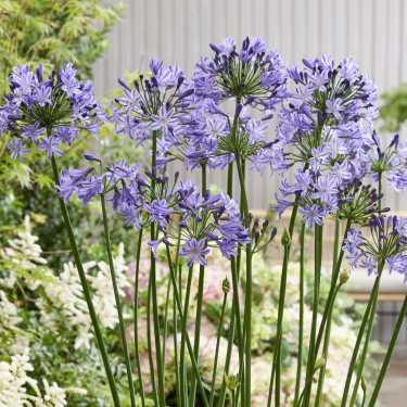 Agapanthus 'Poppin Star'