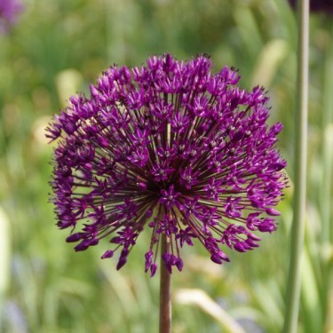 Allium 'Purple Sensation'