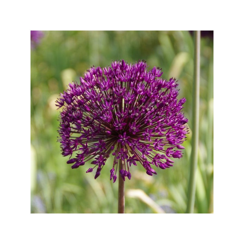 Allium 'Purple Sensation'